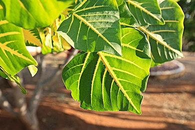 《战锤：末世鼠疫2》庆祝5周年 推出周年关卡周末免费