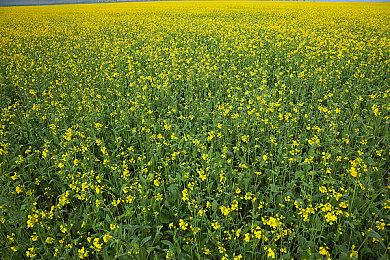 《刺客信条：幻景》奖杯系统泄露 共有51个成就